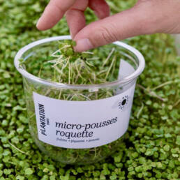 micro-pousses roquette local de ferme urbaine Parisienne, sans plastique, emballage biodebradable
