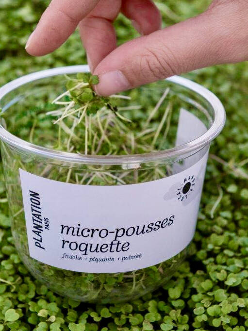 micro-pousses roquette local de ferme urbaine Parisienne, sans plastique, emballage biodebradable