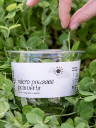 micro-pousses pois verts local de ferme urbaine Parisienne, sans plastique, emballage biodebradable
