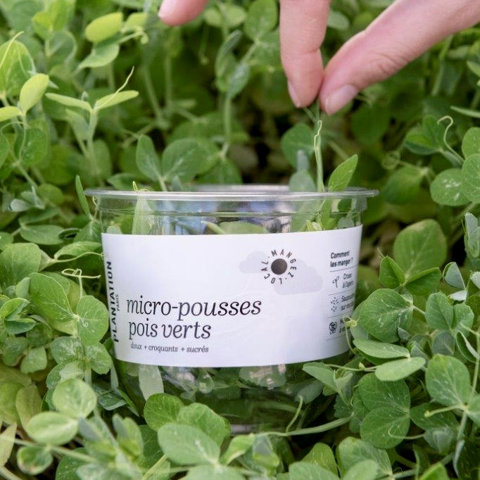 micro-pousses pois verts local de ferme urbaine Parisienne, sans plastique, emballage biodebradable