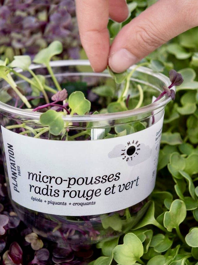 radis rouge et vert local de ferme urbaine Parisienne, sans plastique, emballage biodebradable